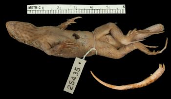 Media type: image;   Herpetology R-25435 Aspect: ventral